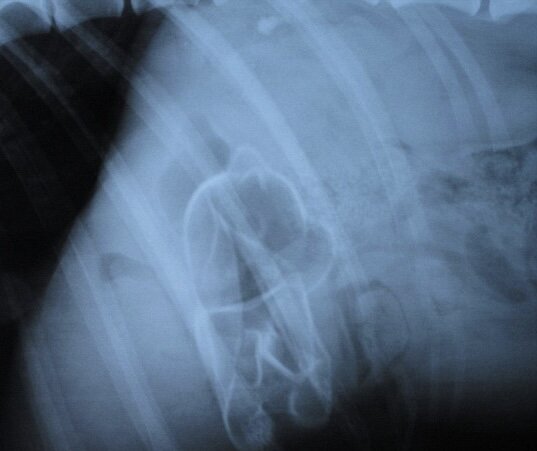 Резиновая игрушка в животе у лабрадора. Фотография из открытого источника. 