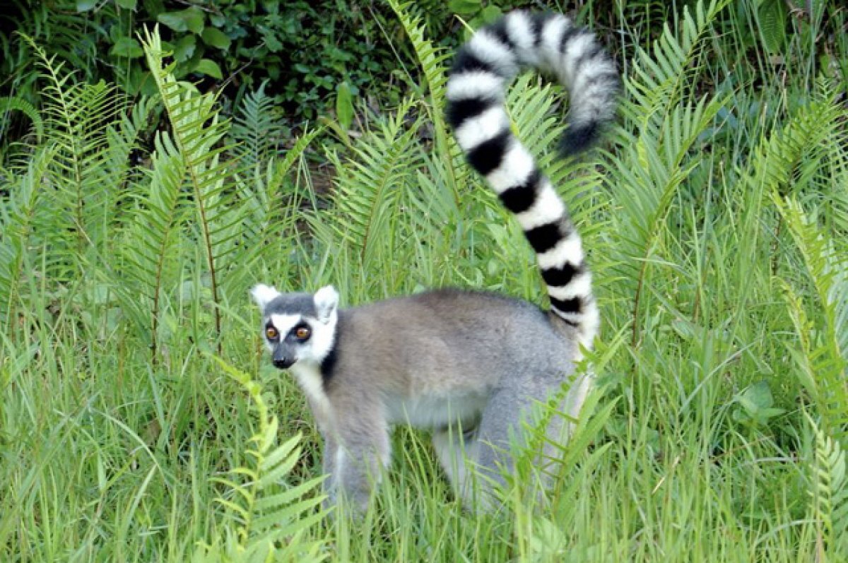    Кошачий лемур гуляет на улицах Нижнего Новгорода