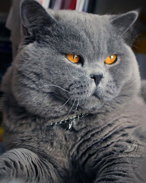 Голубой британский кот, питомник британских кошек Silvery Snow 