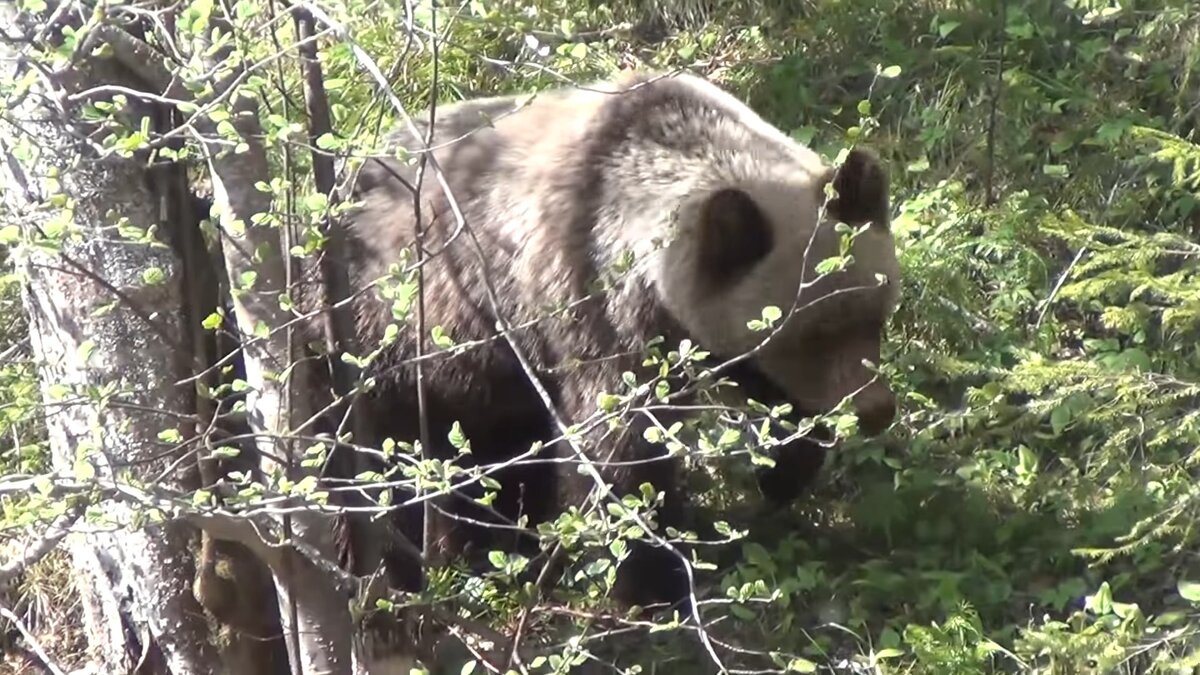 Это один из наших МЕДВЕДЕЙ которые ходят ночью и валят деревья - пугая нас