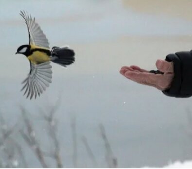 Синица тоже улетела. Картинка из доступных источников. 