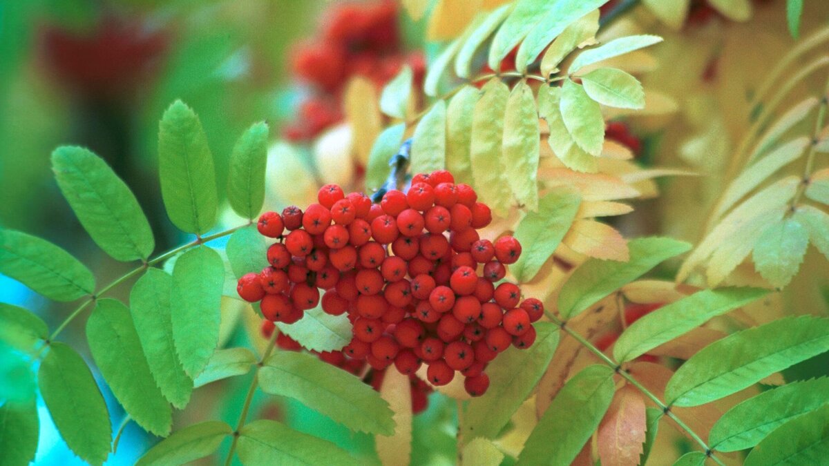    Рябина© Globallookpress Natalya Loginova