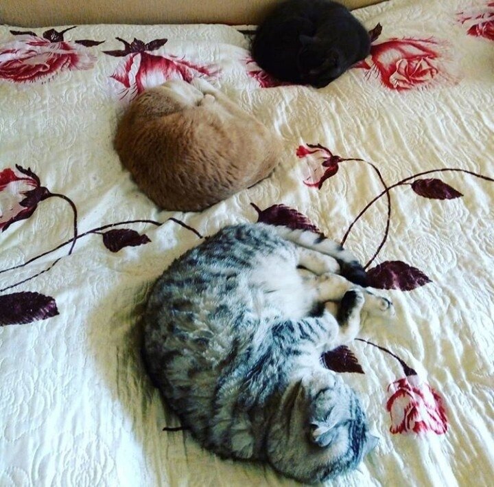 Помощники Яны. Особенные Музы (фото из личного архива Яны)