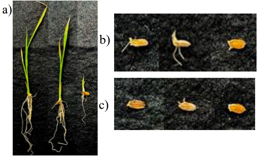   Peter James Icalia Gann et al. / 54th Lunar and Planetary Science Conference, 2023