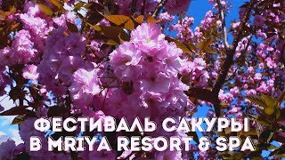 Фестиваль «Цветущая сакура» в Mriya Resort and SPA