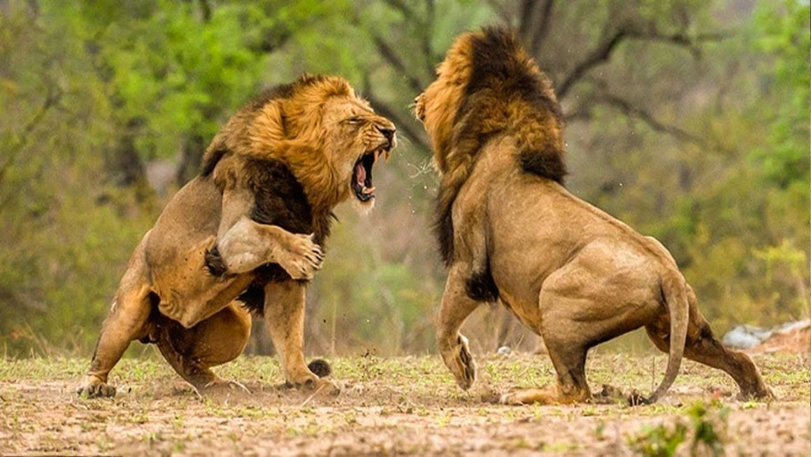 Нападение льва. Битва Львов за Прайд. Львы дерутся. Драка Львов.