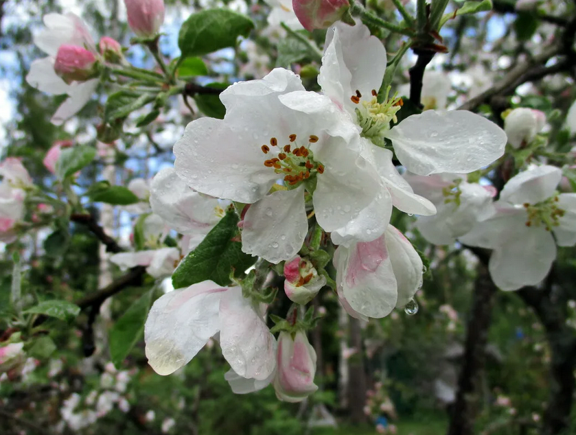 Ленивый жаккард. Энциклопедия узоров. Яблони в цвету. Узоры №№1073-1080 ...