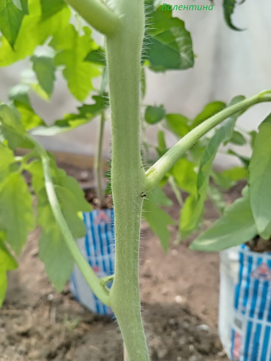 Междоузлия от 2х до 3х см.