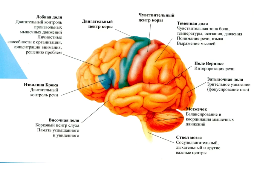 Строение мозга: какая часть за что отвечает