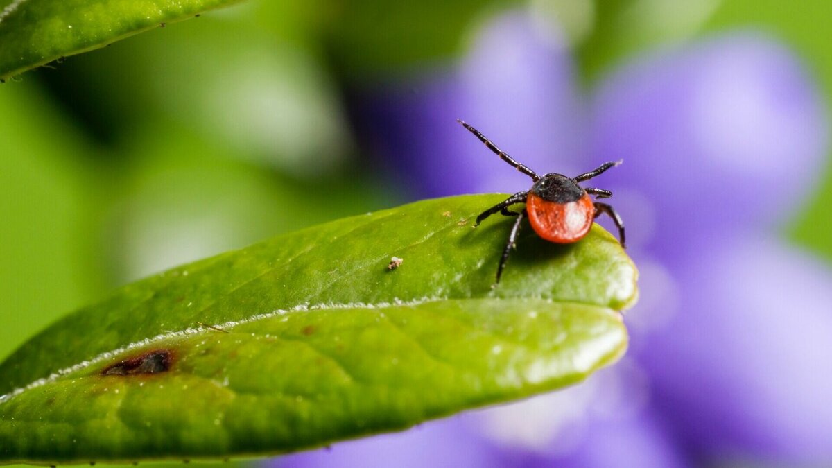     В Хакасии зарегистрировали первый случай клещевого энцефалита в 2023 году. Оказалось, что это первый случай во всей России.