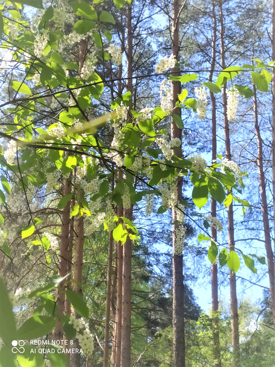 От аромата черёмухи слегка кружится голова


