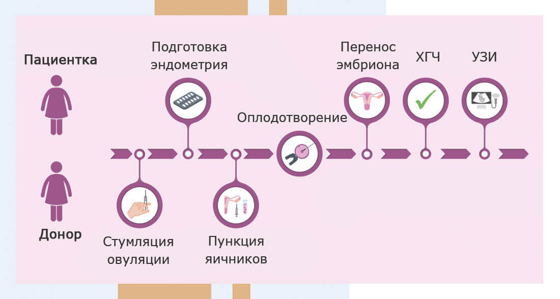 Банк донорских яйцеклеток. Донор яйцеклетки. Стать донором яйцеклеток в Москве. Донорство яйцеклетки стоимость. Эко с донорской яйцеклеткой.