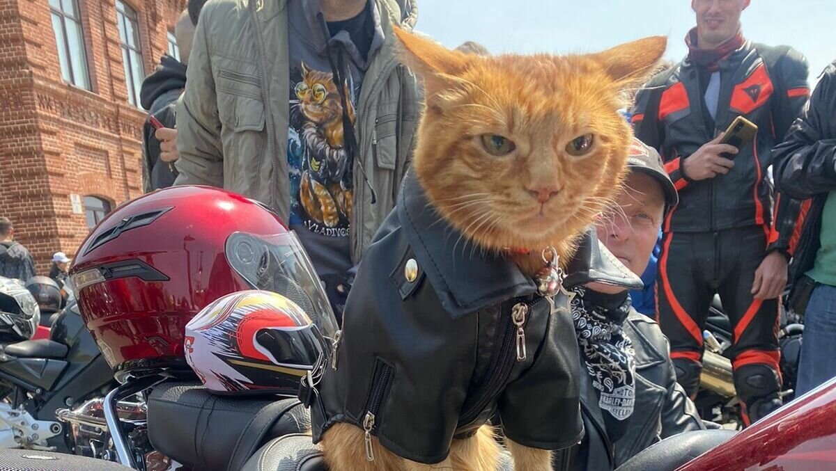     Байкерский сезон открывается сегодня, 6 мая, во Владивостоке. В честь этого события в городе организовали целое мероприятие, а местный кот-символ города нарядился в косуху.