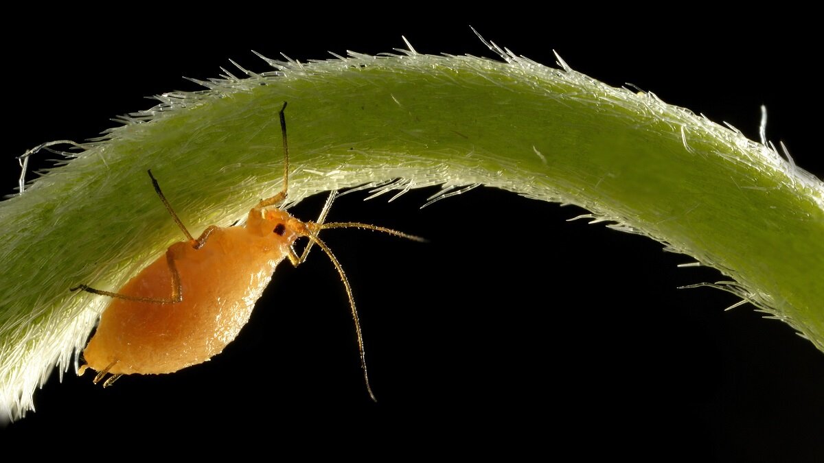    Как защитить укроп от тли