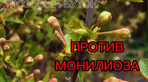 "НЕ ДИВАННАЯ" ЖИЗНЬ 🎎 | ЗАЩИТА ВИШНИ ОТ МОНИЛИОЗА (фаза розовый бутон ...