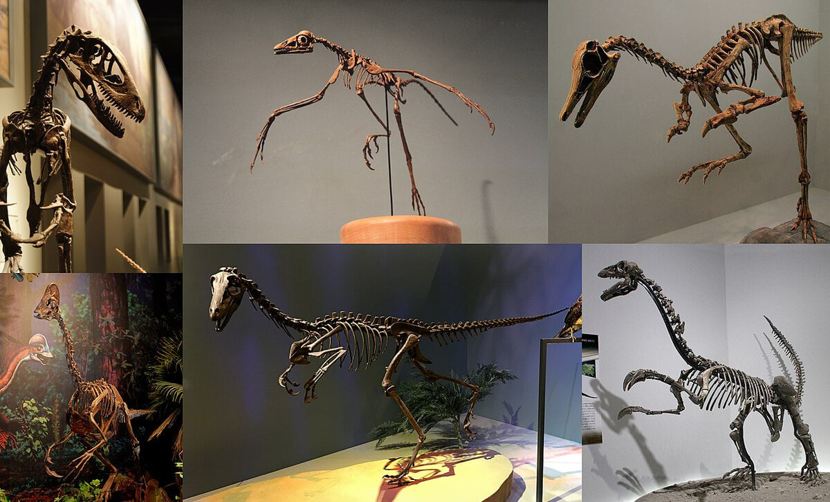 
Коллаж из шести манирапторов. Слева вверху направо: дейноних, археоптерикс, патагоникус, анзу,  безымянный Аляскинский троодонтид и эрлианзавр. Источник: wikimedia.org