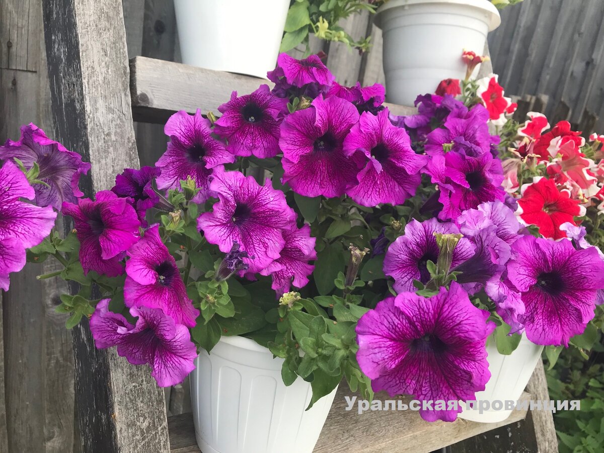 Мои кустовые петунии
