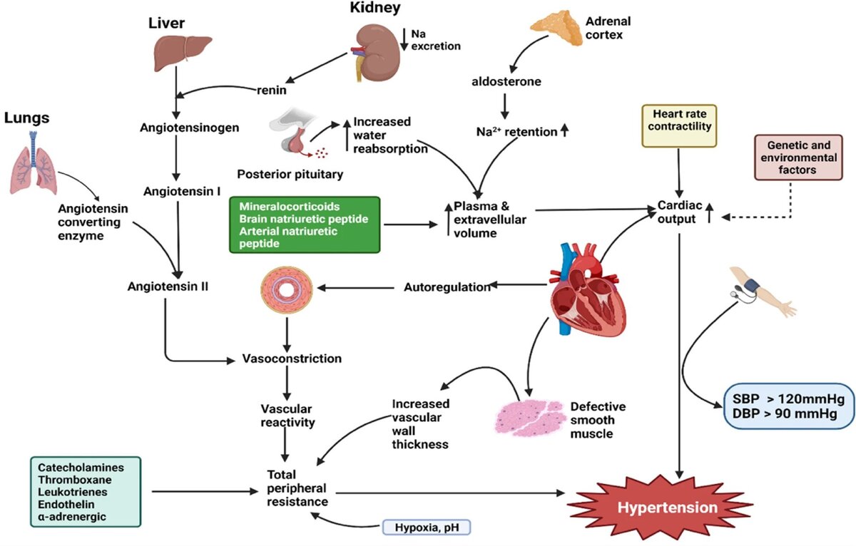 Иллюстрация из работы Adua, E., 2023. Decoding the mechanism of hypertension through multiomics profiling. Journal of Human Hypertension, 37(4), pp.253-264.  (для специалистов)