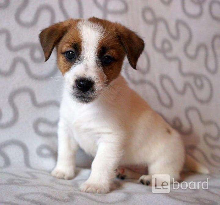 джек-рассел-терьер щенок. джек-рассел-терьер. джек-рассел-терьер. джек рассел кутенок. джек-рассел-терьер щенок.