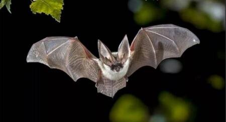 Летучая мышь