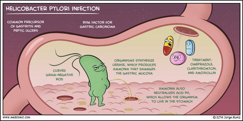 Antibioticos contra helicobacter pylori
