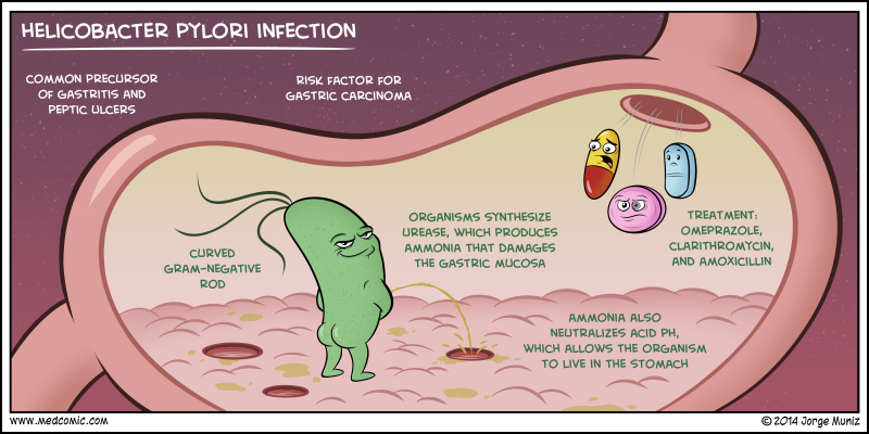 Que comer con helicobacter pylori