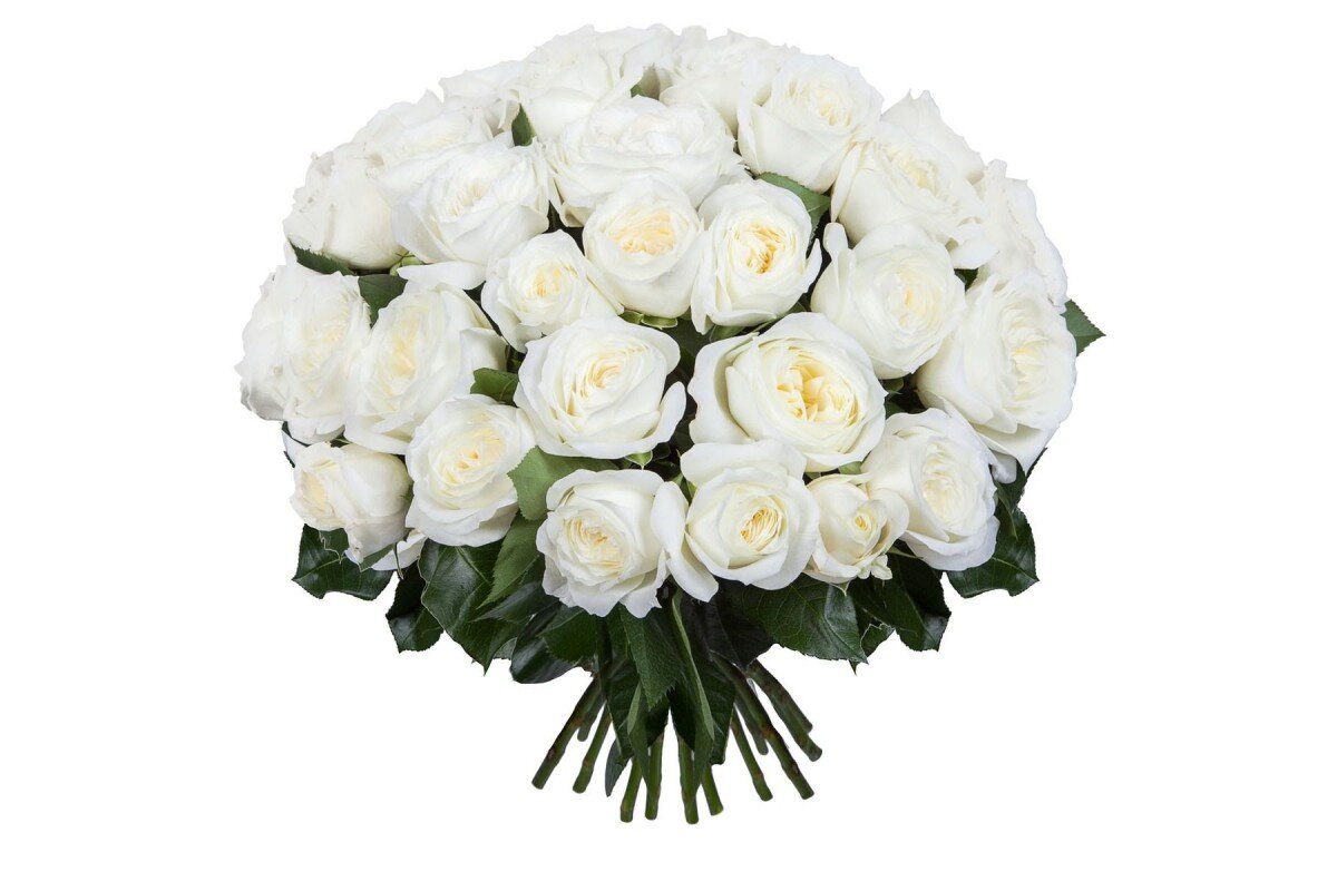 Белые розы без защитной. Красивые белые розы. Белые розы (cover). Белые росы. Белые розы без защитной.