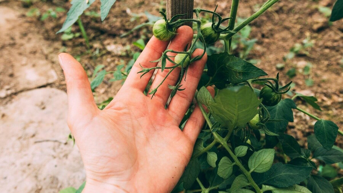    Урожай© Фото : freepik