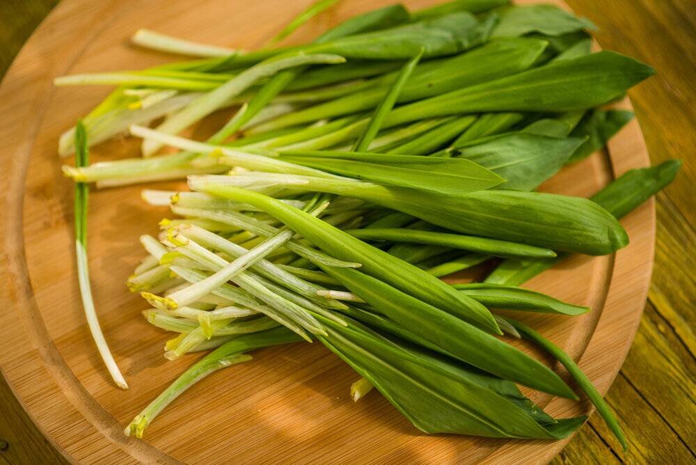 Медвежий лук.