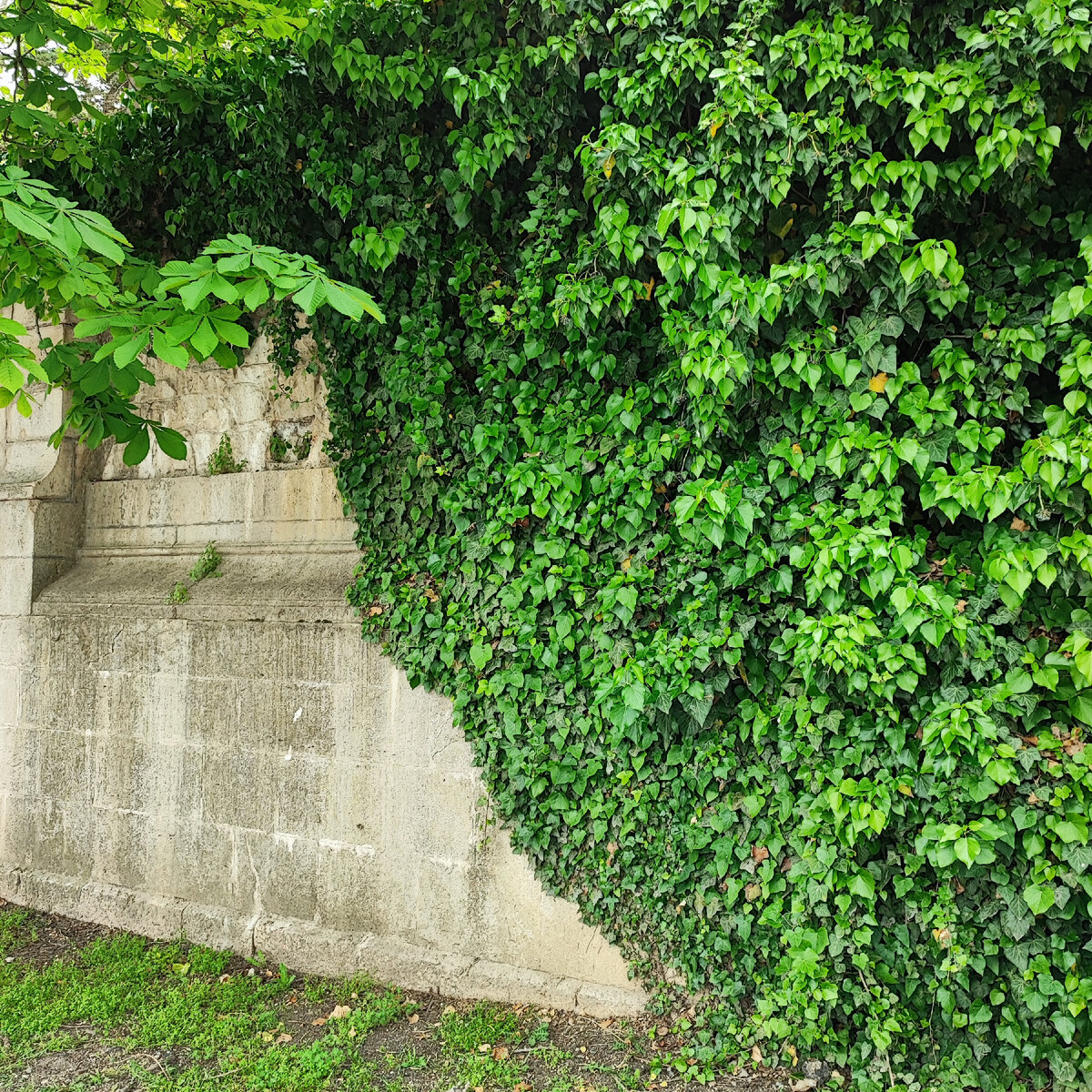 Зелень! Много зелени