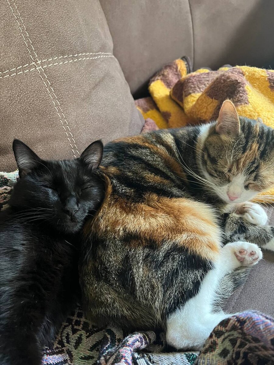 Мурка и Мурзилка часто очень активно играют друг с другом, но потом сразу засыпают