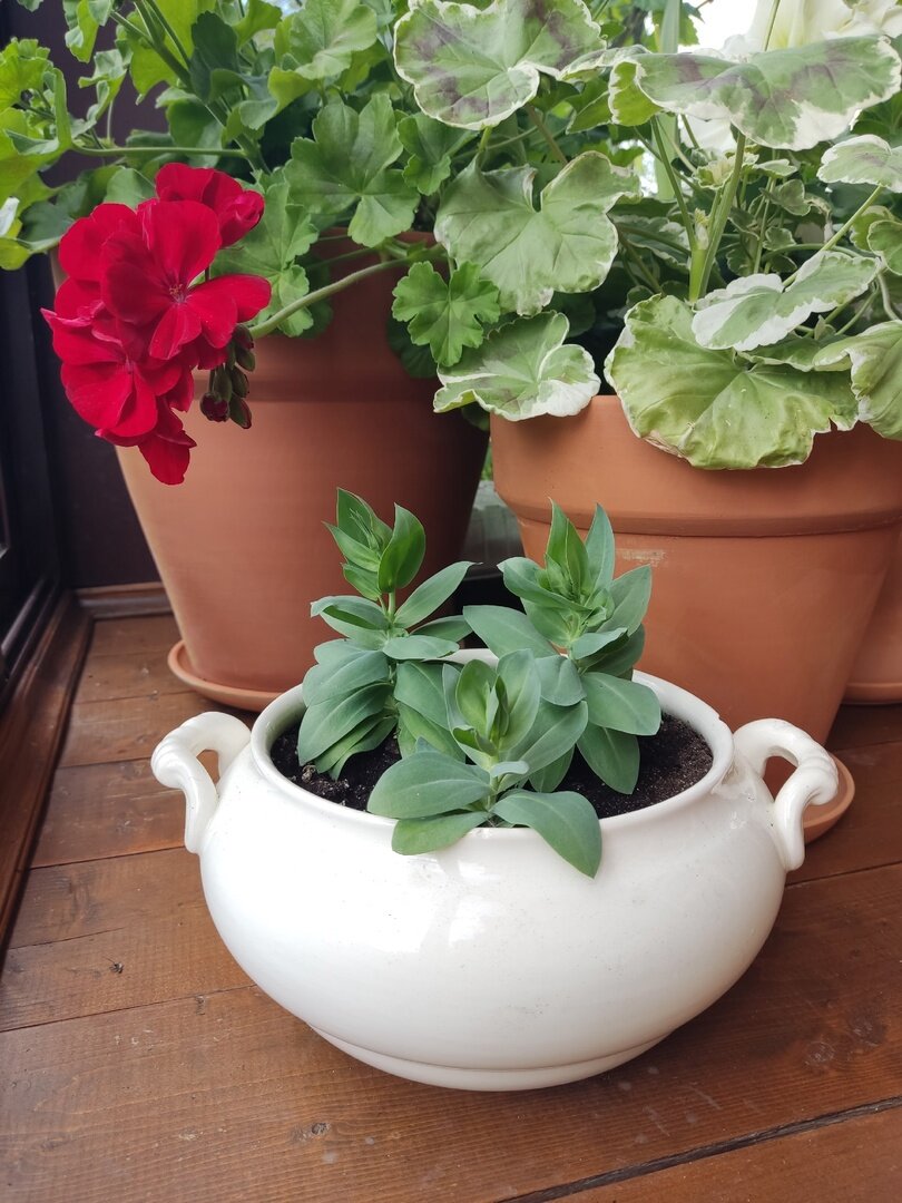 Шестимесячная эустома