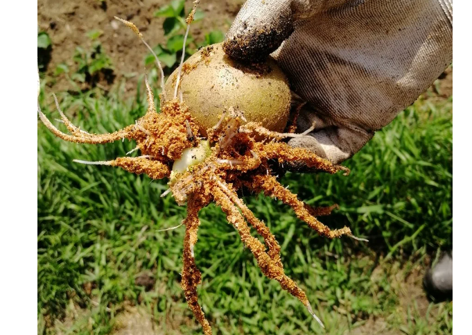 Картофель проращиваю сначала на свету, а потом во влажных опилках