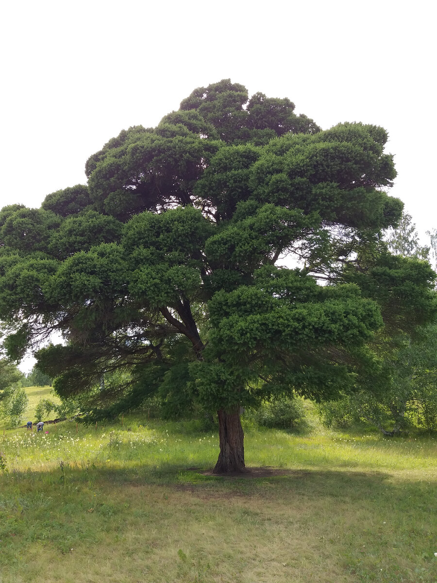 Кужановская лиственница