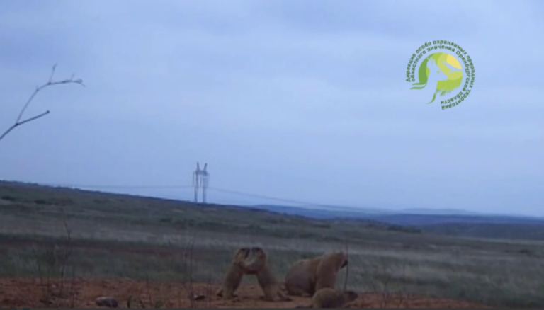    В Губерлинских горах поселилась новая семья степных сурков Марина Шарт