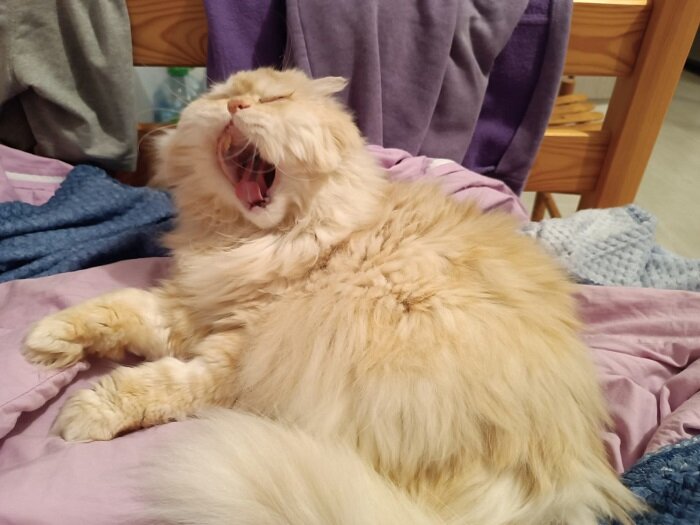 Вот он, моё сокровище). Зевает, демонстрируя пасть без воспалений (и без клыков заодно)).