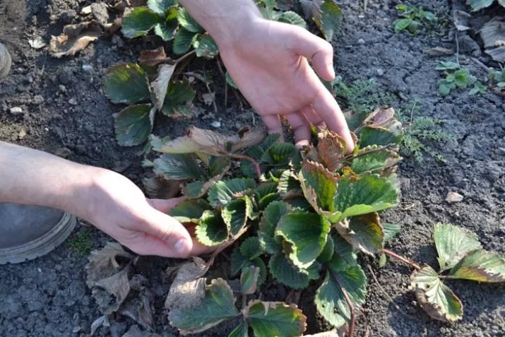 Фотография взята из источника yandex.ru