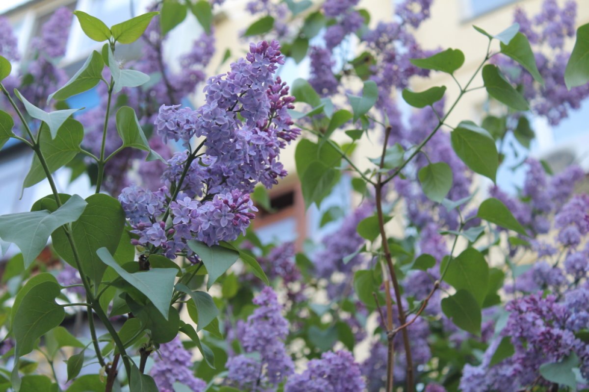   Юристы предупредили, чем грозит срыв сирени и других цветов в парках