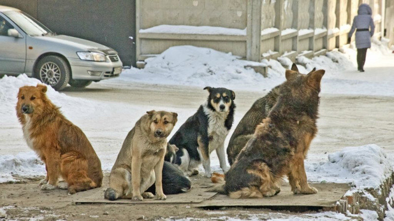     Бездомные собаки. Михаил Хаустов