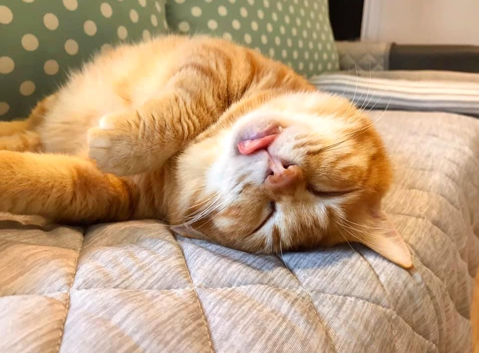 Забавный сонный кот по кличке Толстый Сян покоряет интернет | Наши питомцы  | Дзен