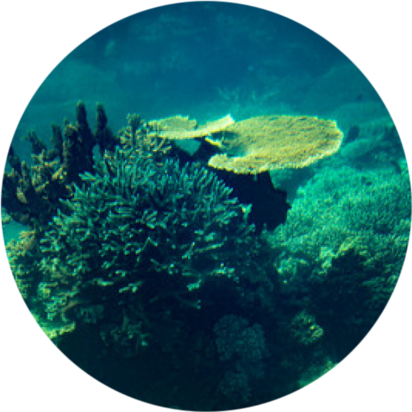 Коралловый риф