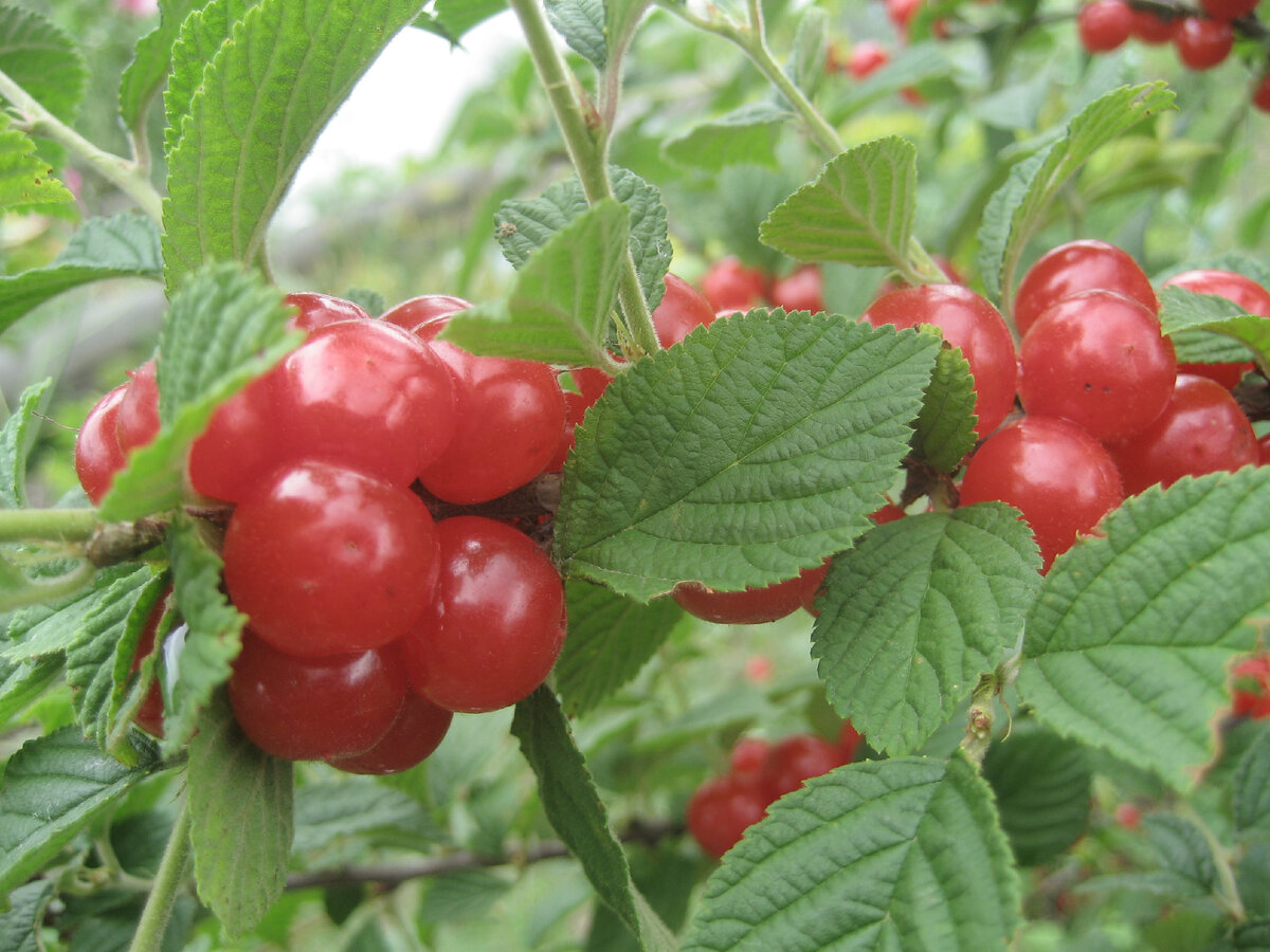 Все ветки были облеплены плодами! В статье использованы фото автора