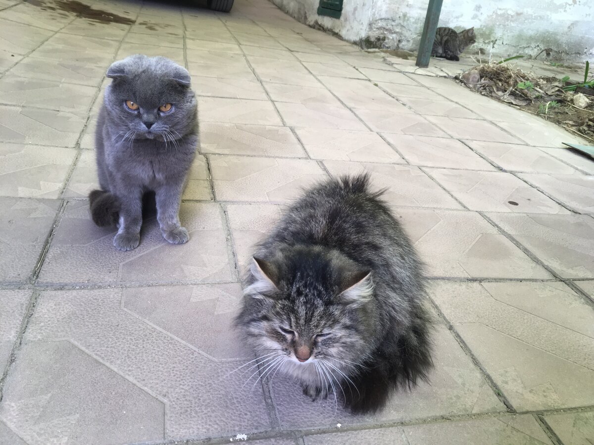 Своих котов мы любим одинаково.