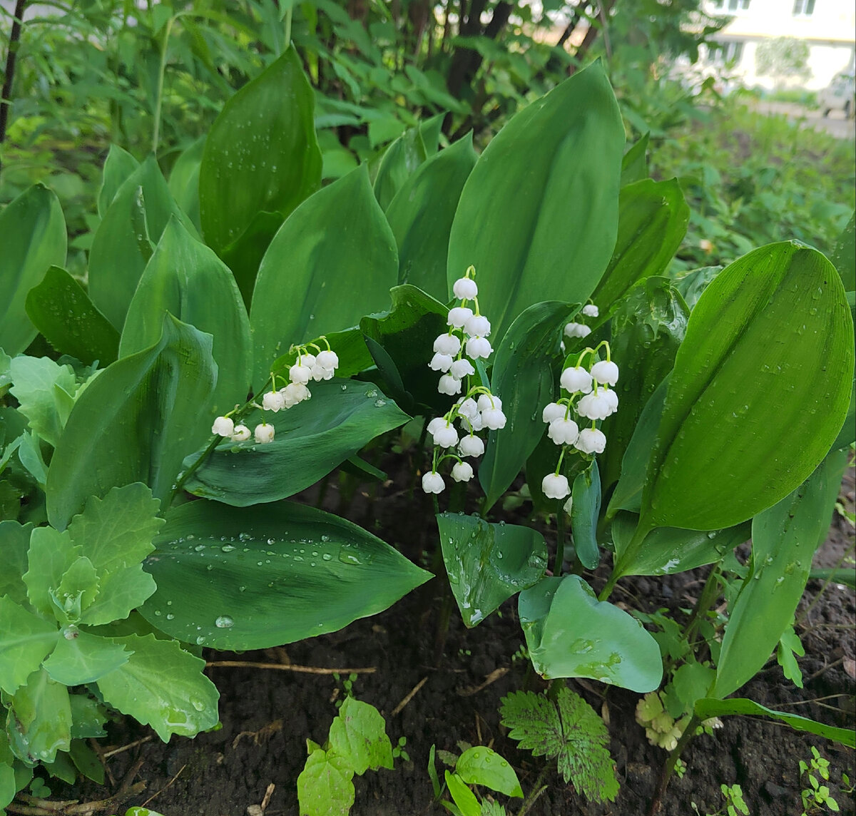 Королевский Ландыш