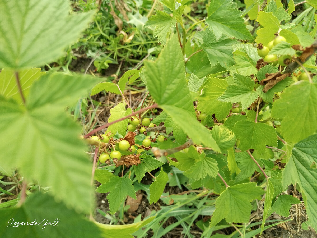 Зато на такой же маленькой смородине висит куча гроздей.
