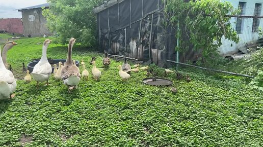 Передвижные загородки для птицы