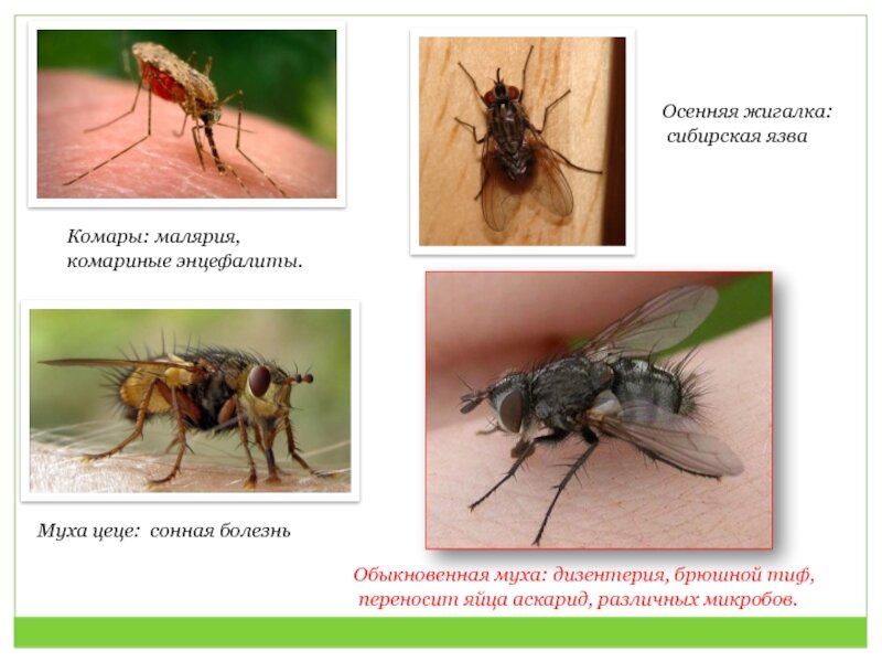 Малярийная муха. Осенняя жигалка переносчик. Муха жигалка переносчик. Муха ЦЕЦЕ переносчик малярии.