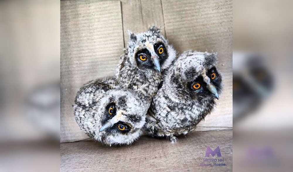    Птенцов обнаружили рабочие во время асфальтирования объездной дороги Анастасия Красушкина