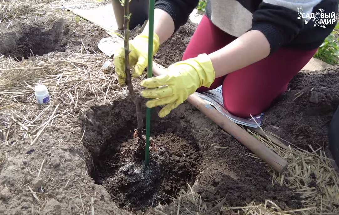 посадка колоновидной яблони