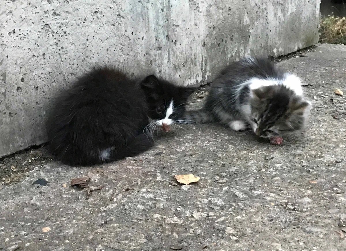 Леся появилась на свет под холодными плитами теплотрассы